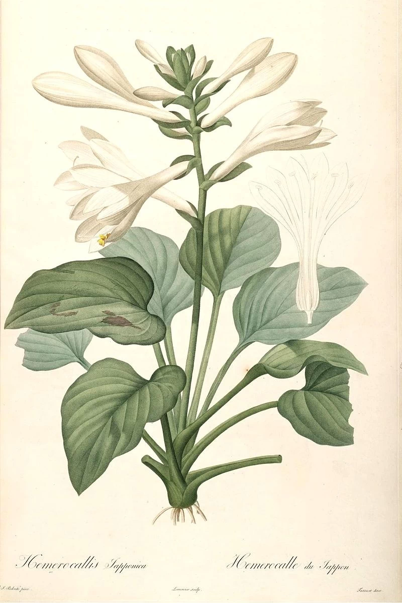 Hemerocallis plantaginea